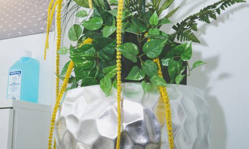 ricare-dettingen-pflanze